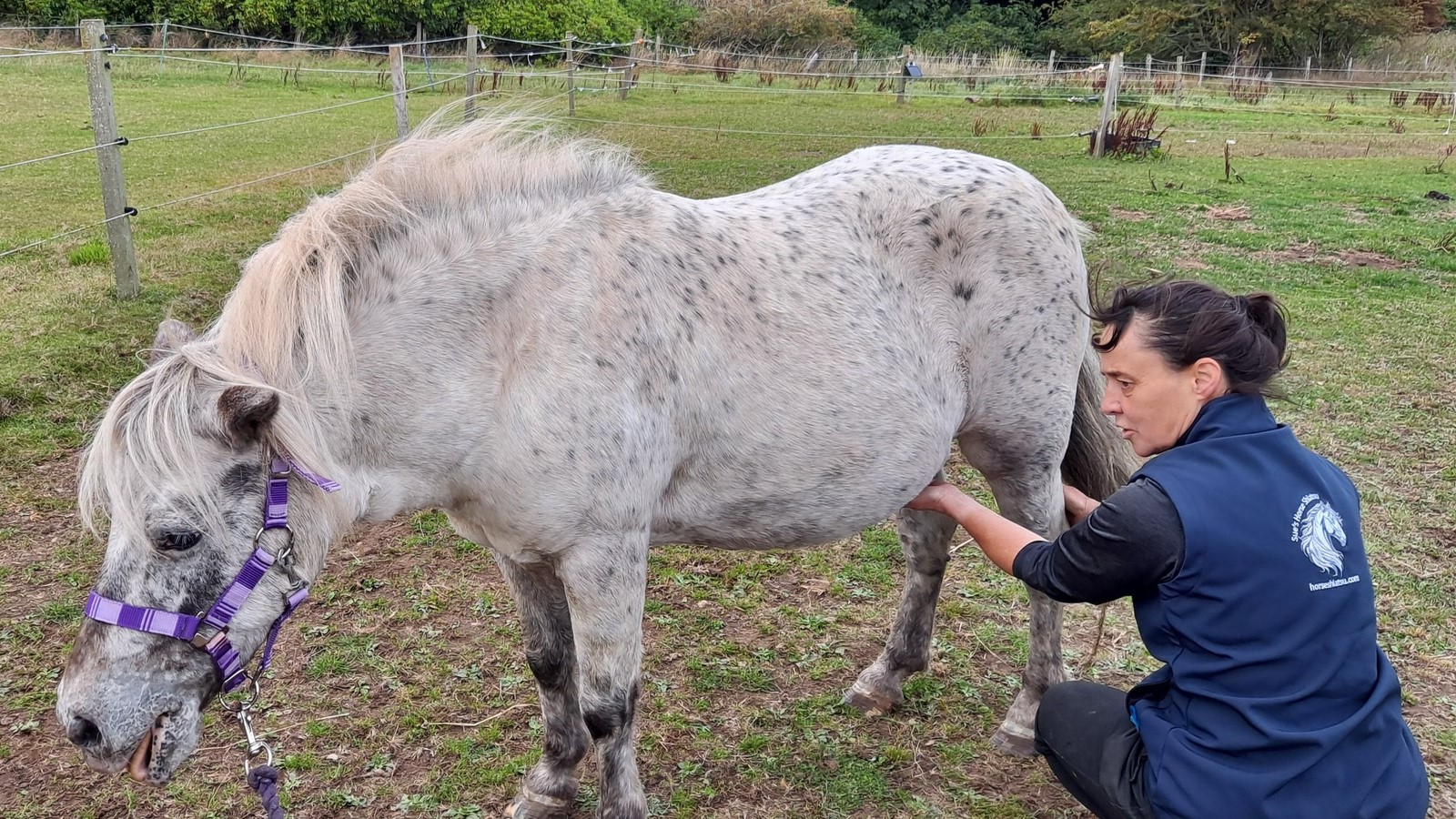 Horse during session in field