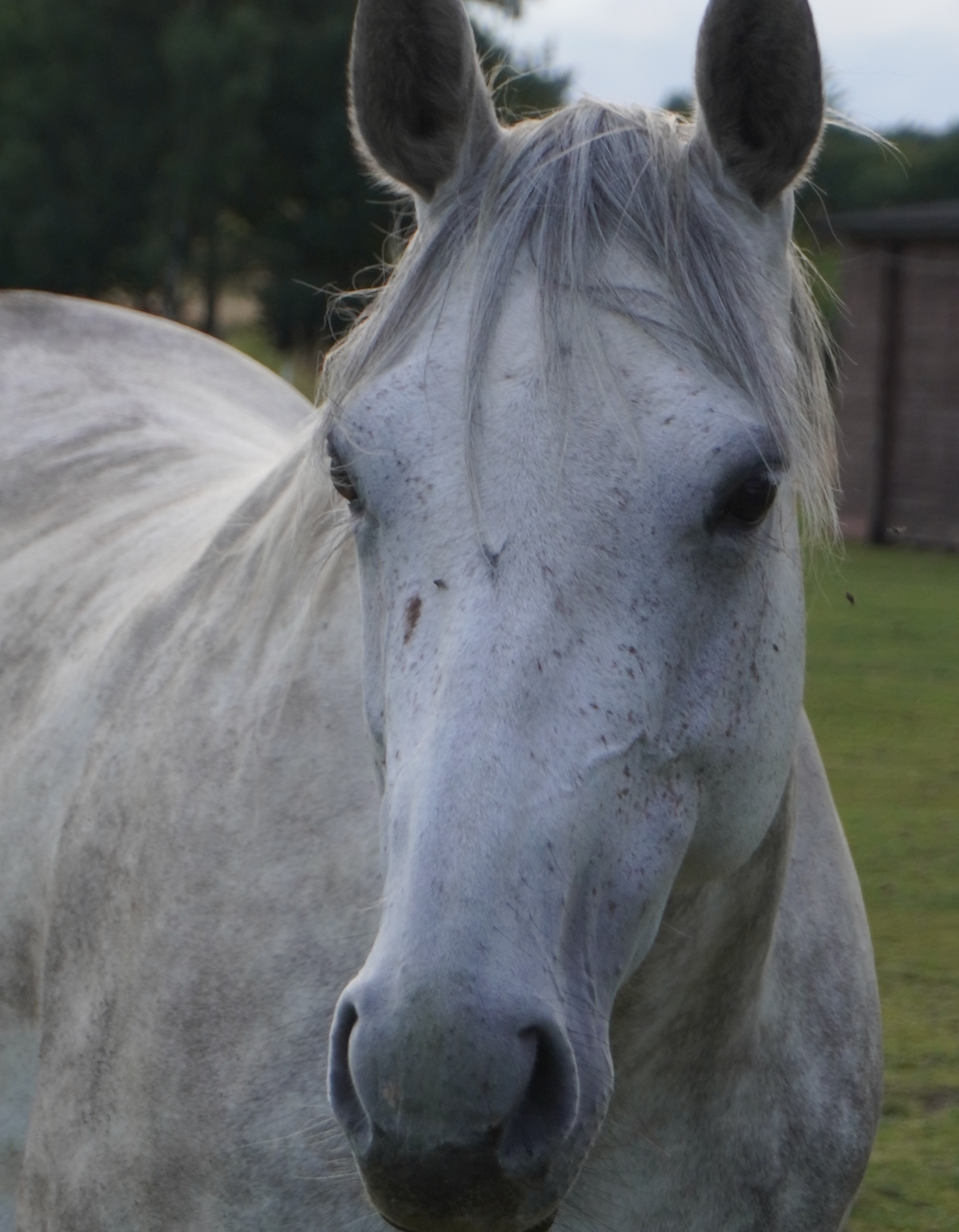 Sue's horse Milky