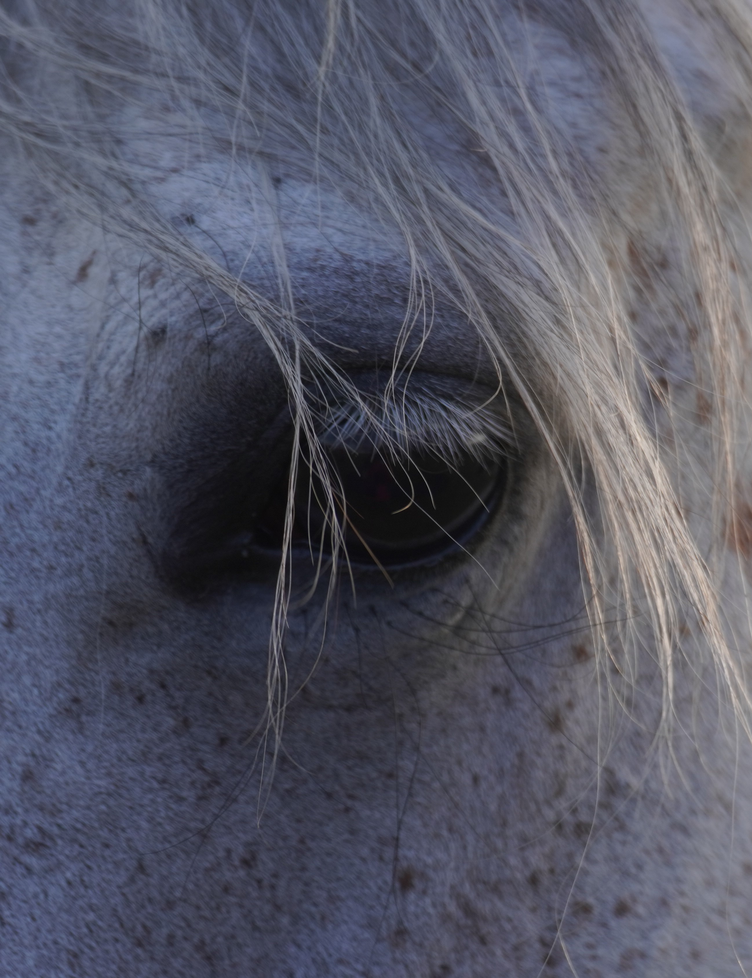 Sue's horse Milky has a kind eye