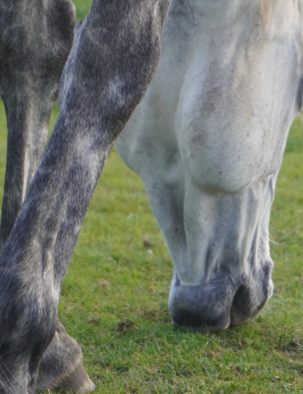 Getting a different perspective of our horse