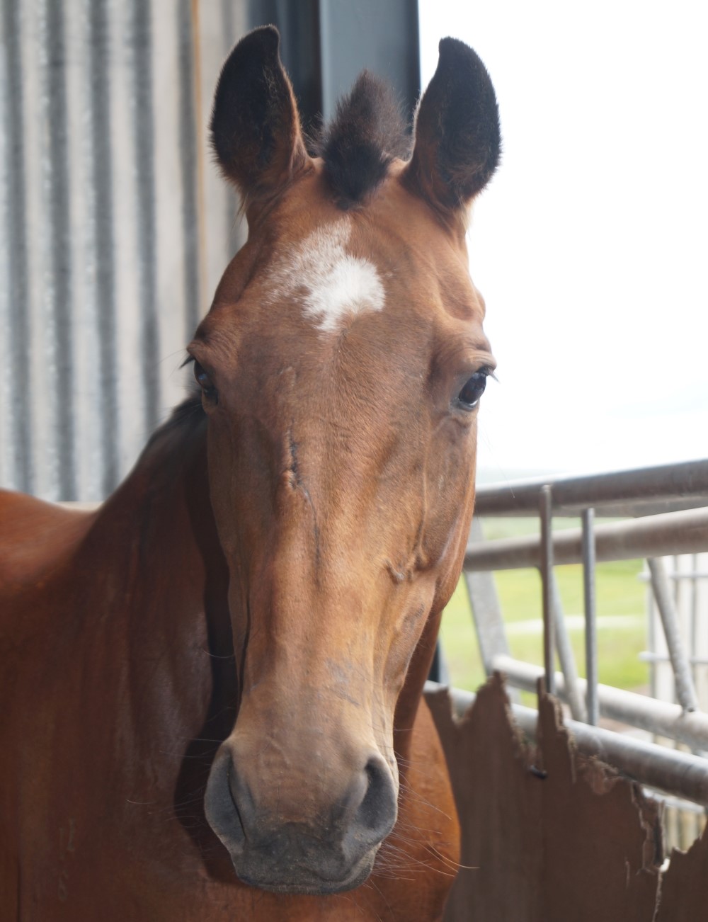Sue's horse Rythem