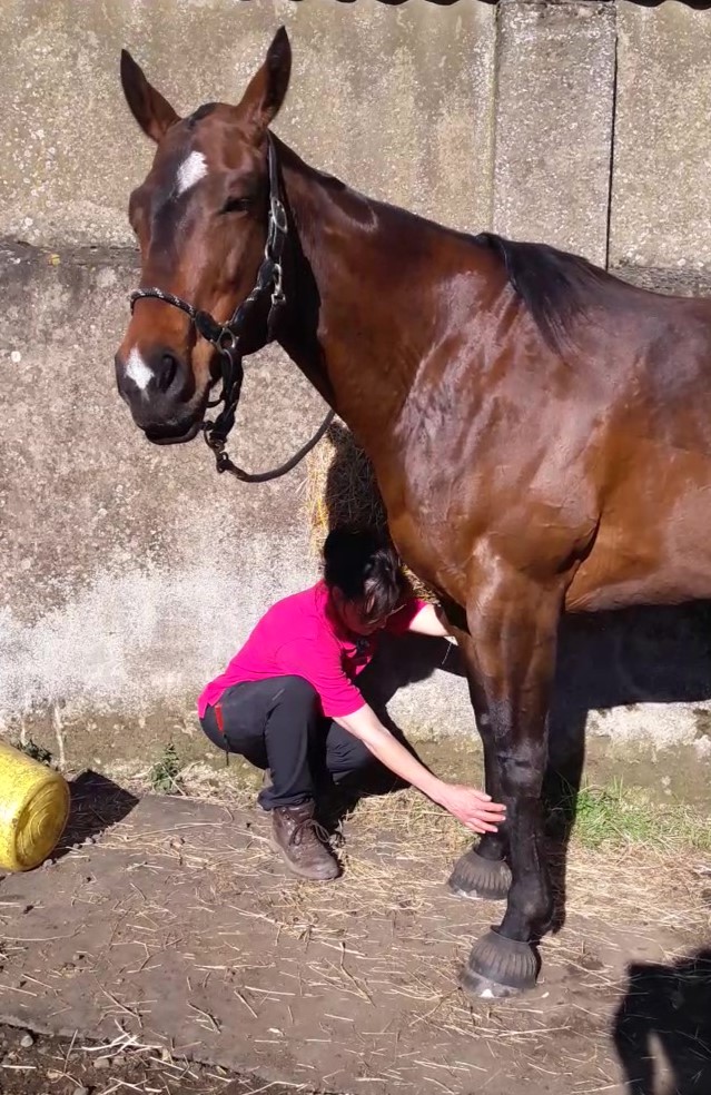 Sue working a front leg meridian