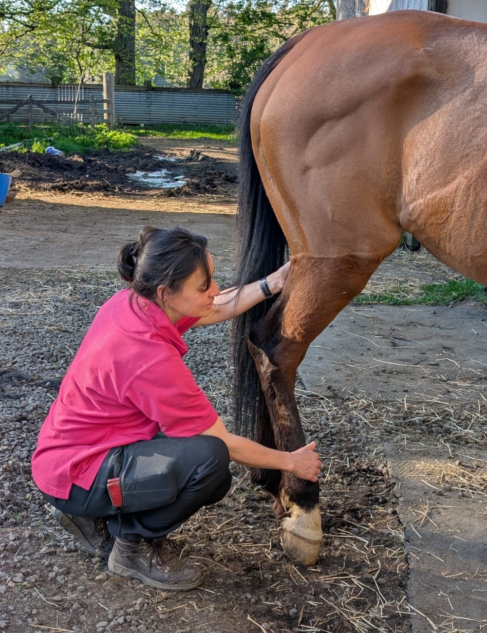 Sue working a hind leg meridian