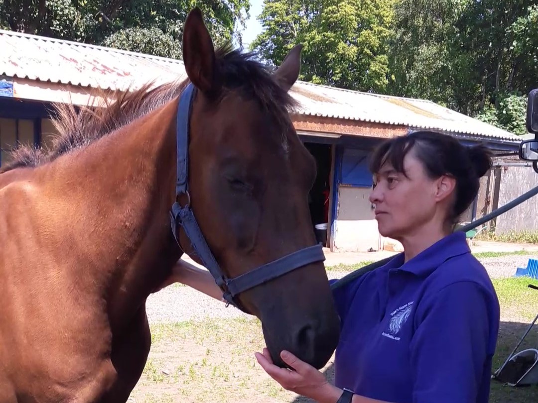 Sue greeting a chestnut client horse beside her horsebox