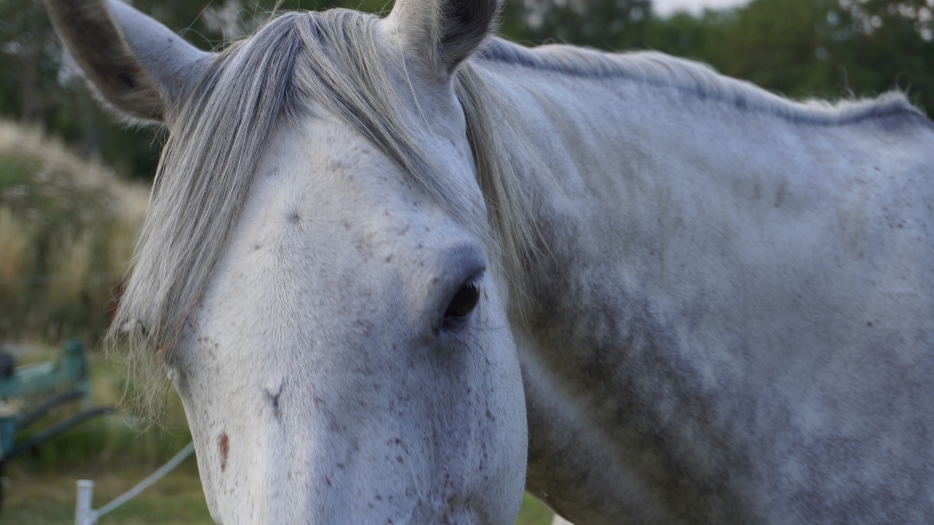 Shiatsu helps this beautiful  horse keeping healthy and moving well