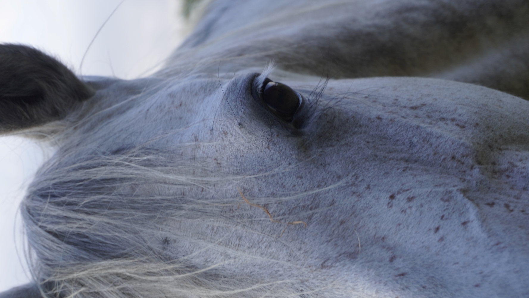 Shiatsu helps this beautiful  horse keeping healthy and moving well