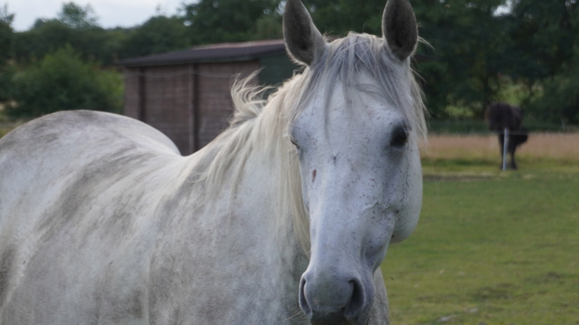 Milky the horse