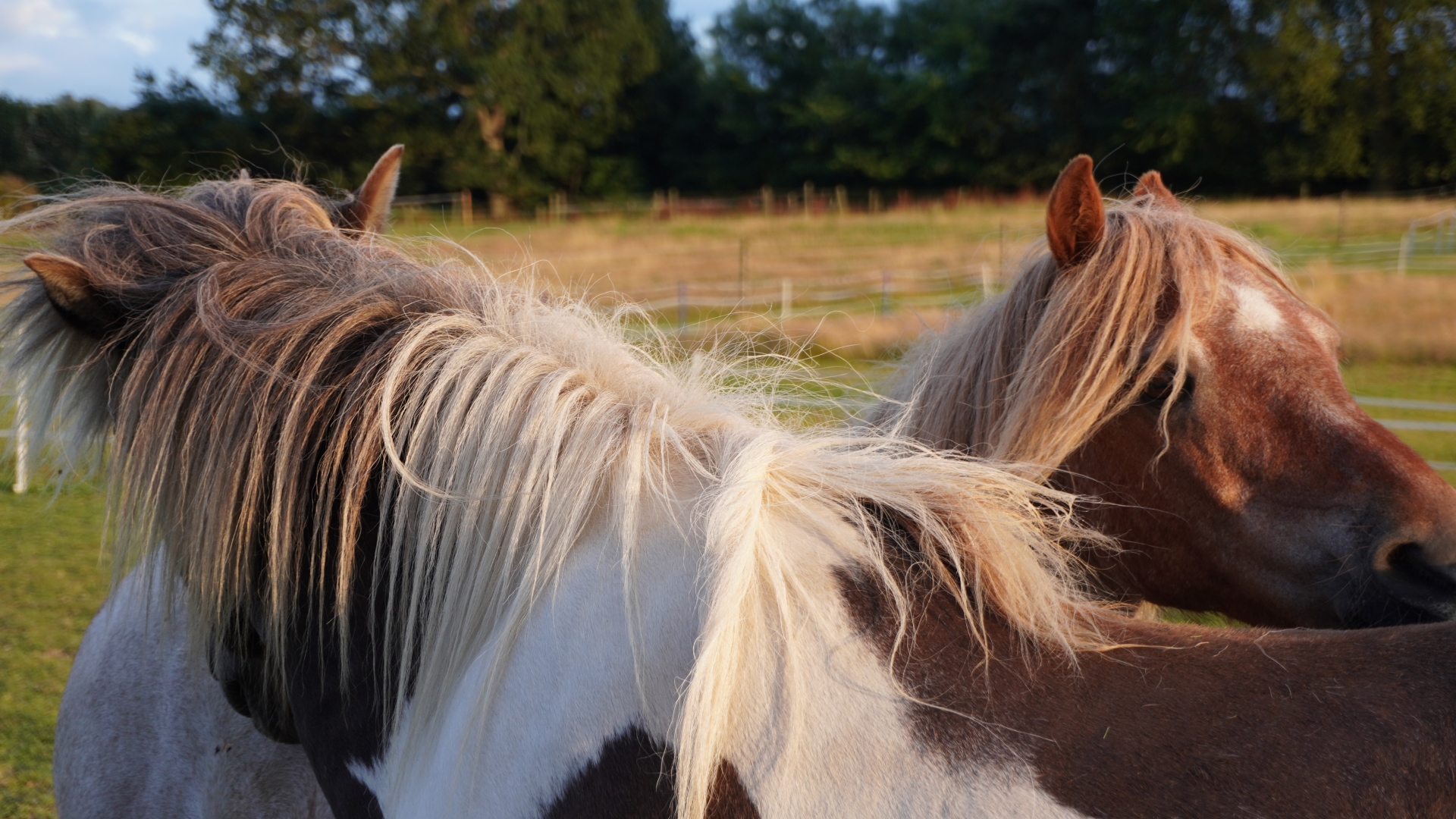 Field friends