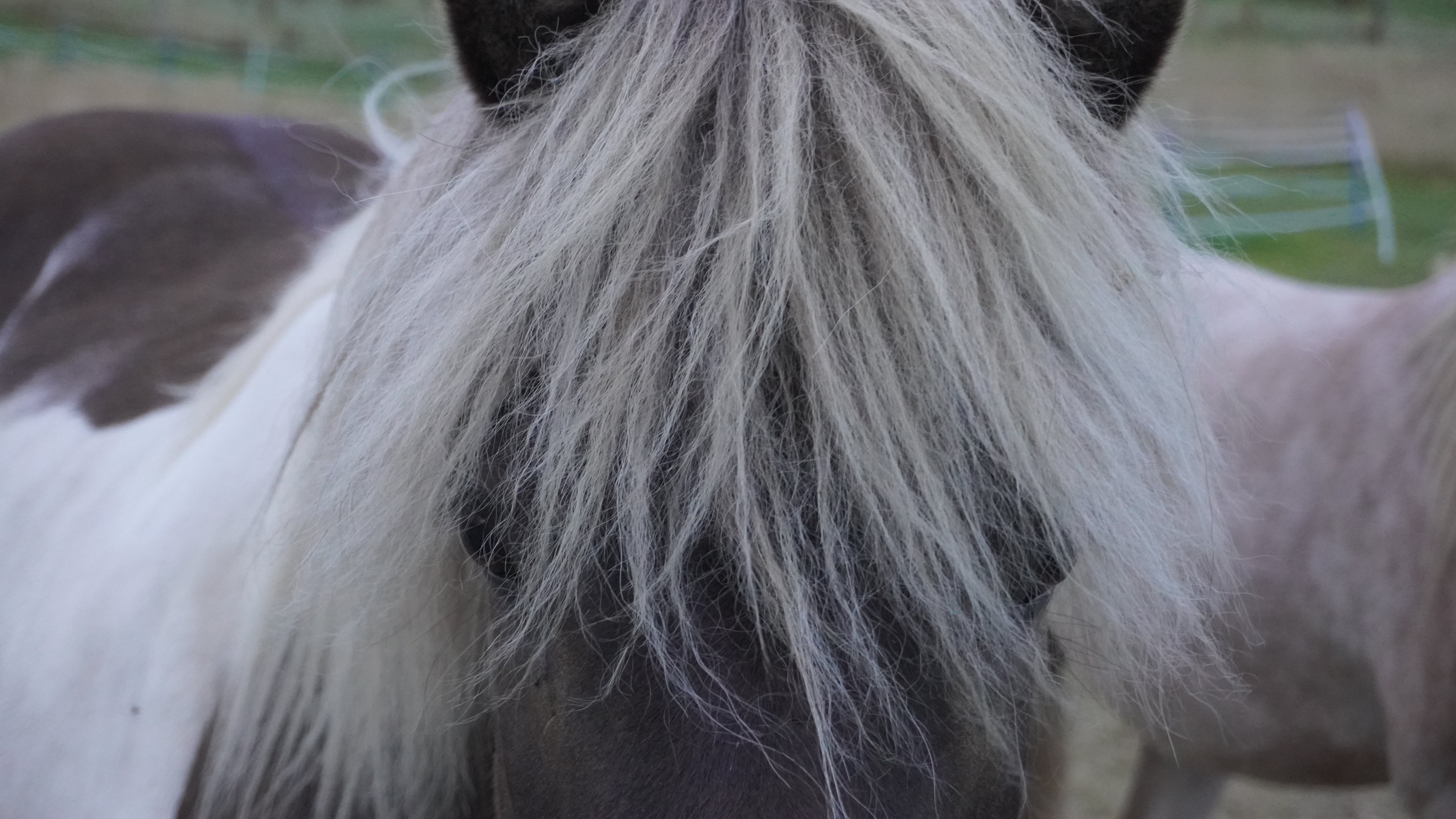 Horse and owner together