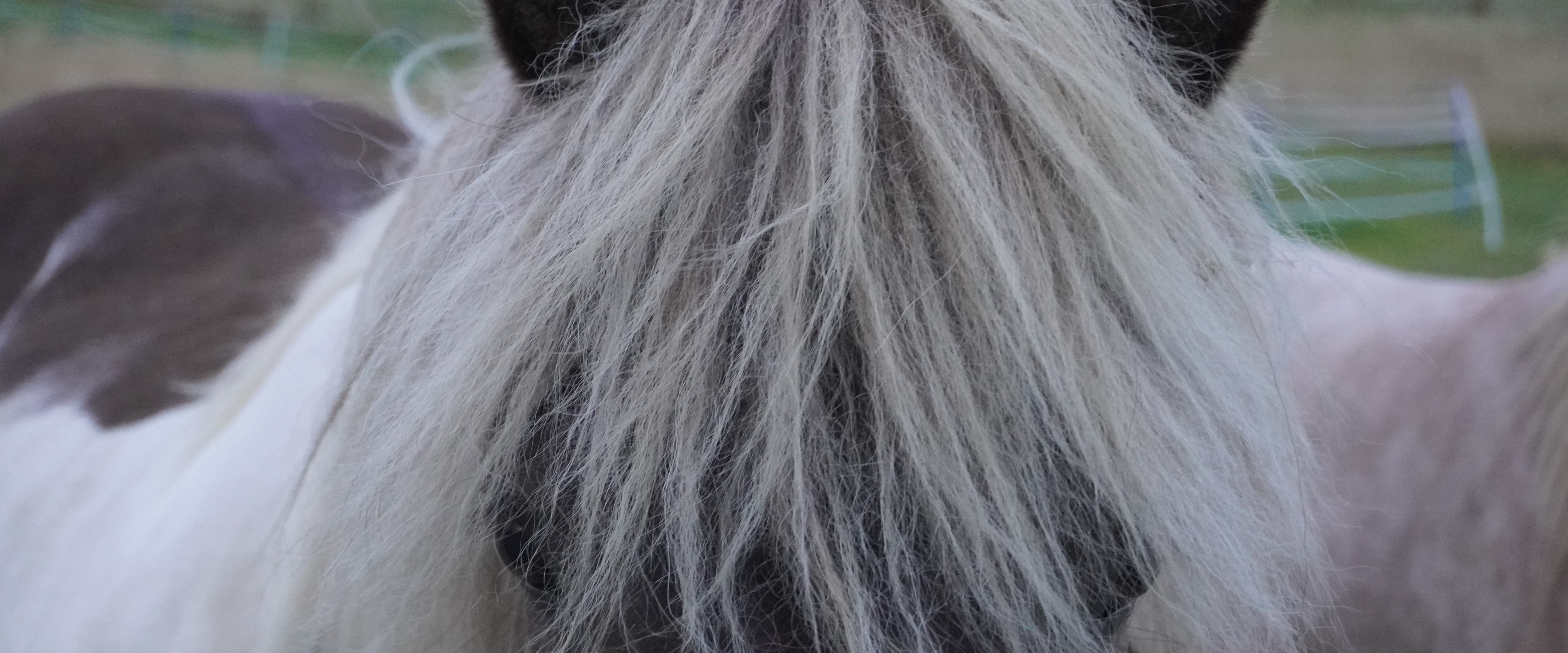 Sue's horse Milky has a kind eye