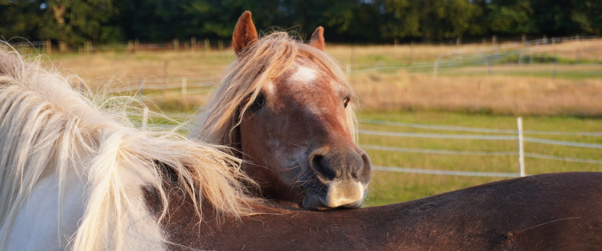 Friends in the paddock