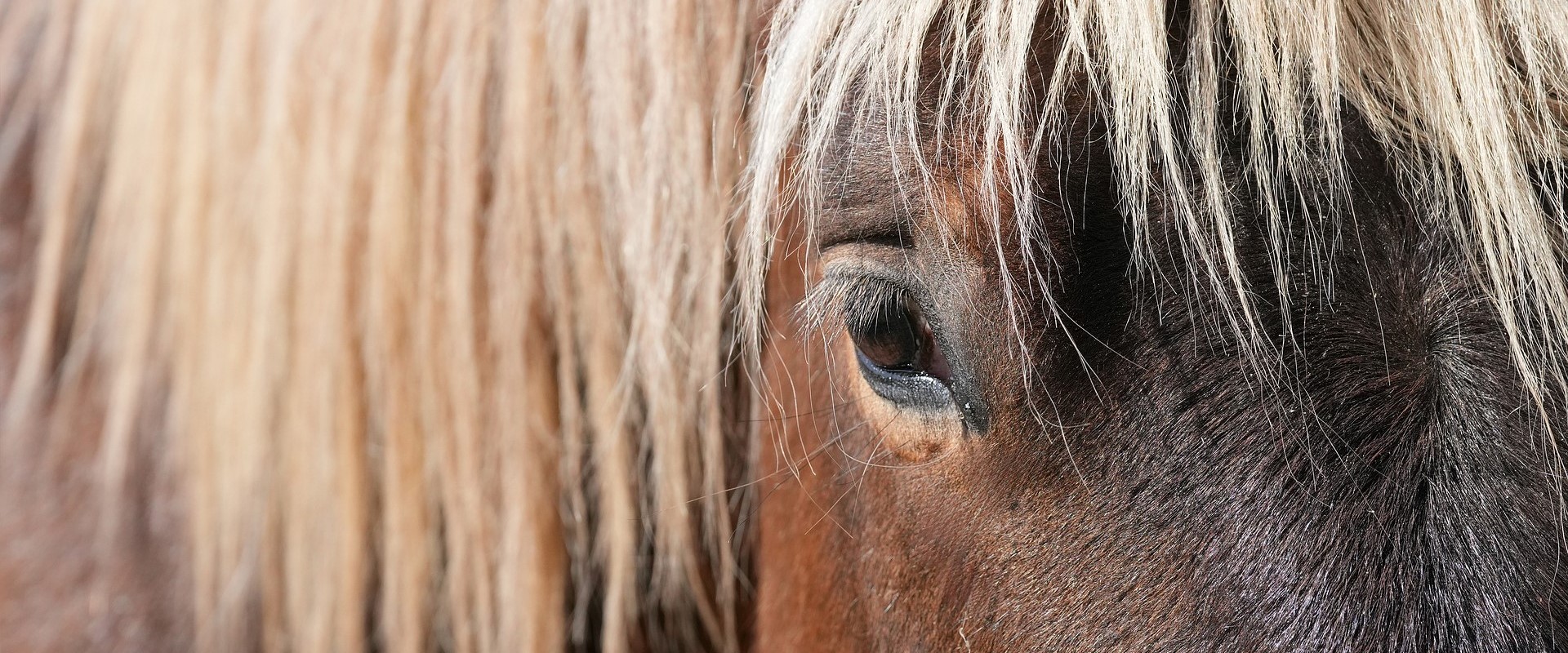 Horse face