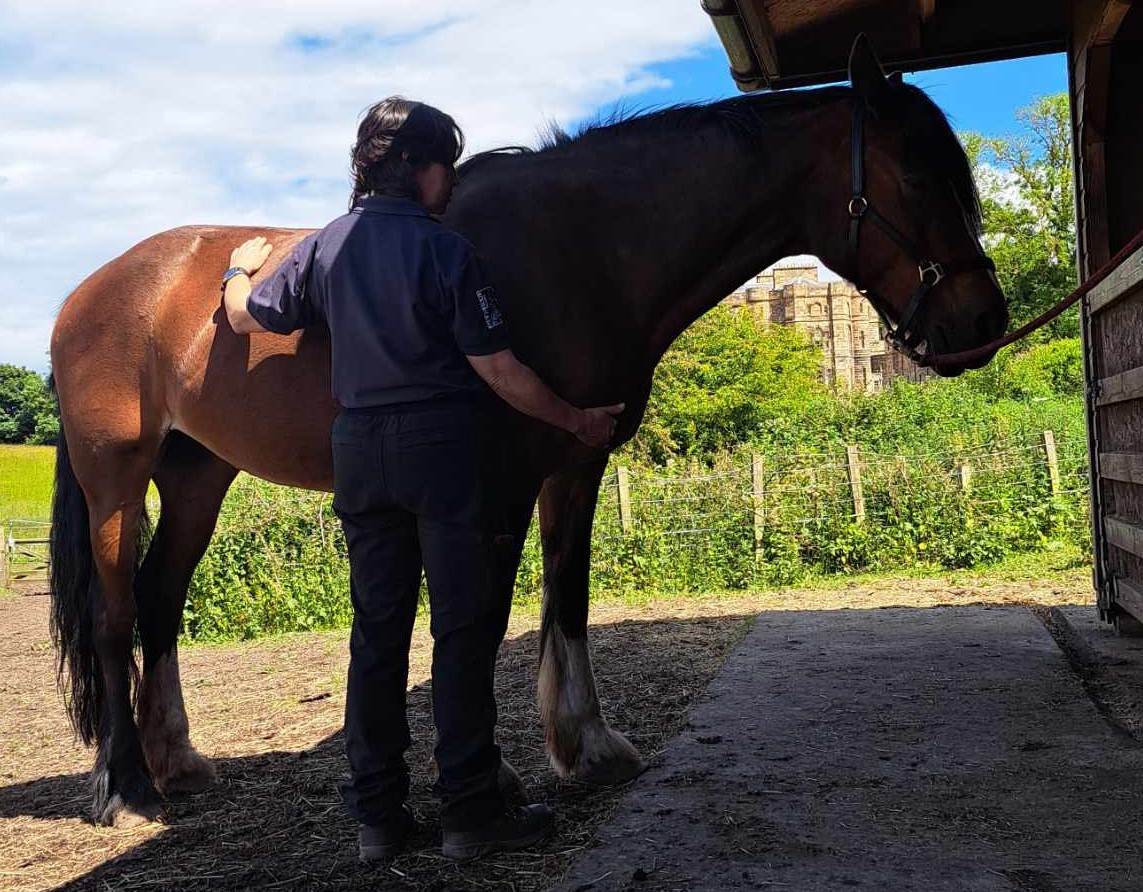Assessing a horse's posture and stance