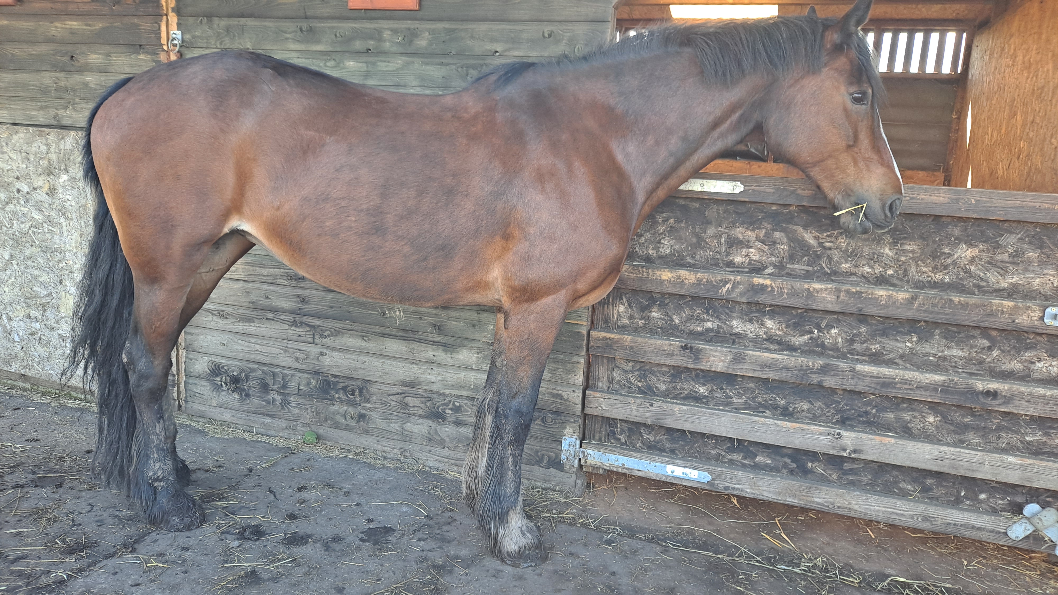 Working a hind leg meridian