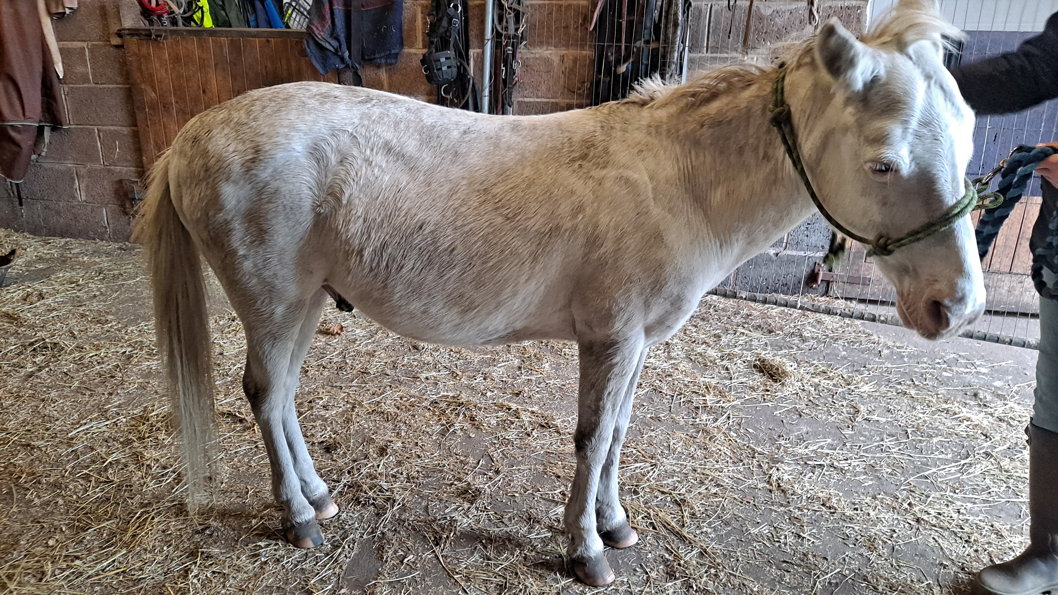 Working a hind leg meridian