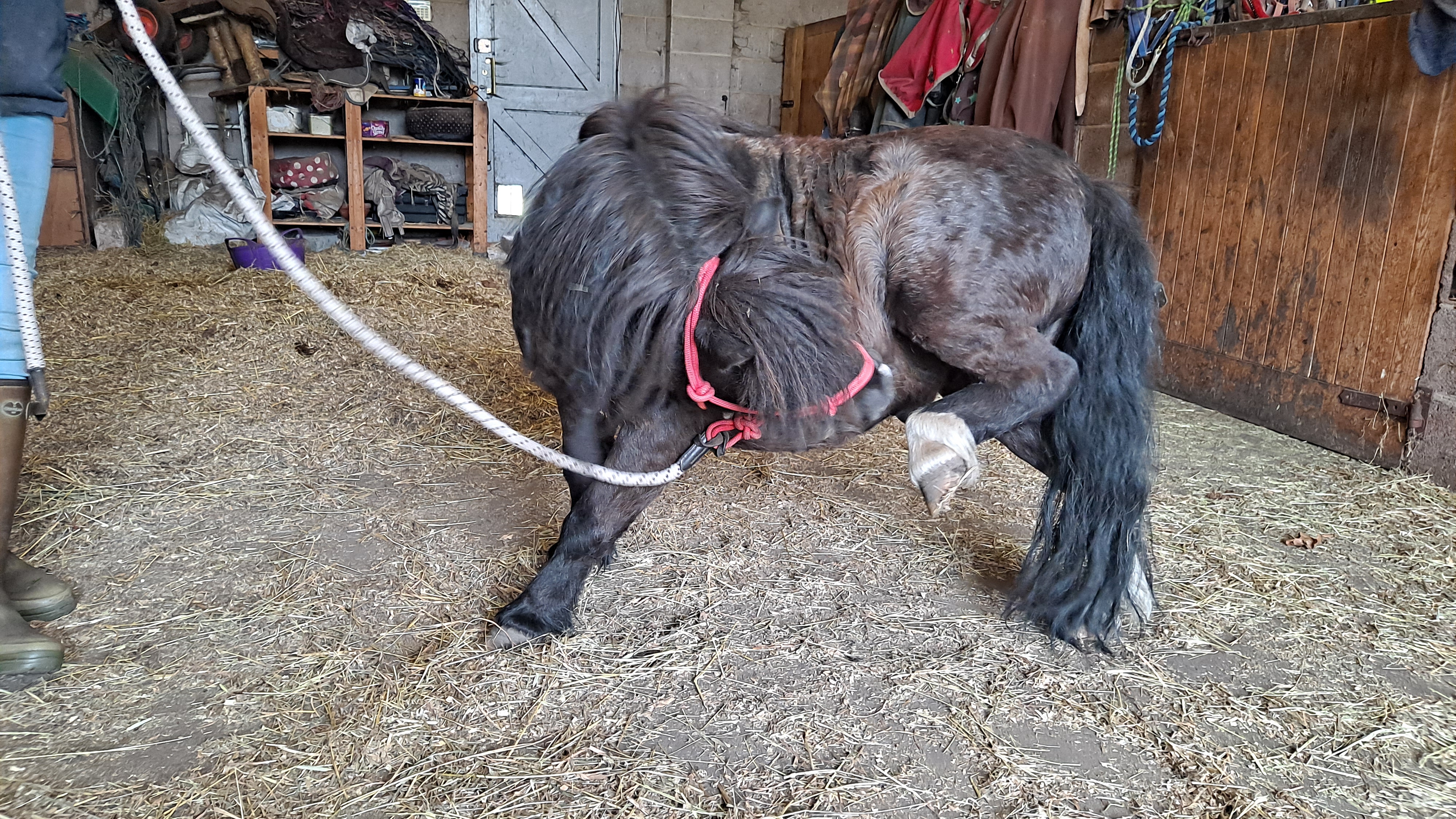 Working a hind leg meridian