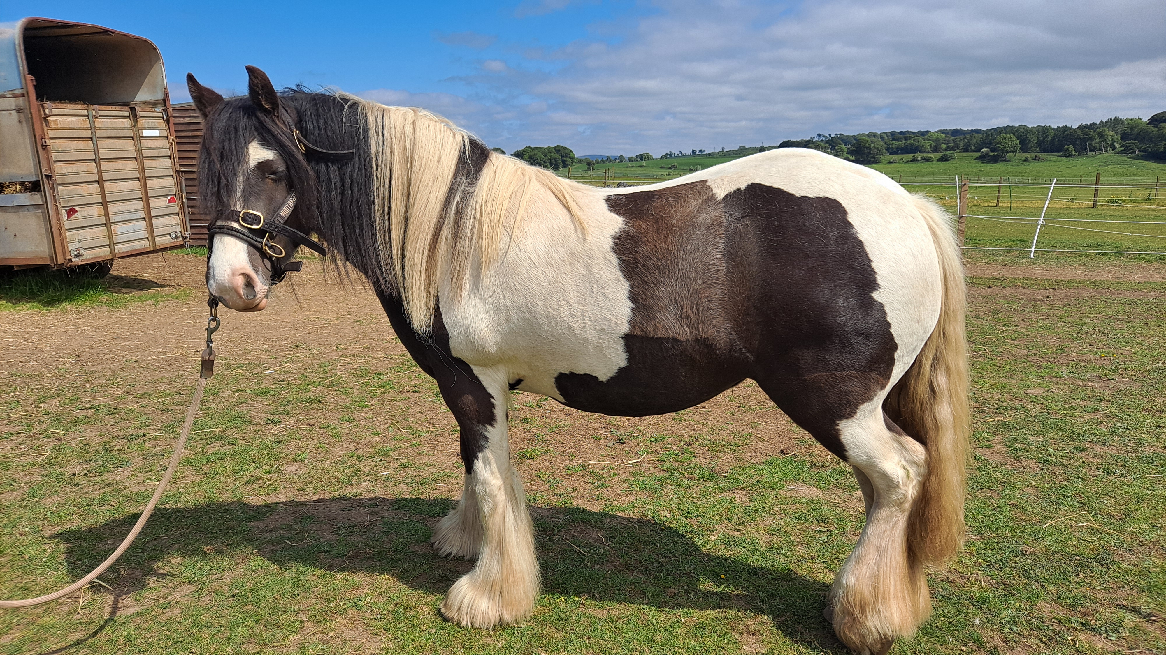 Working a hind leg meridian