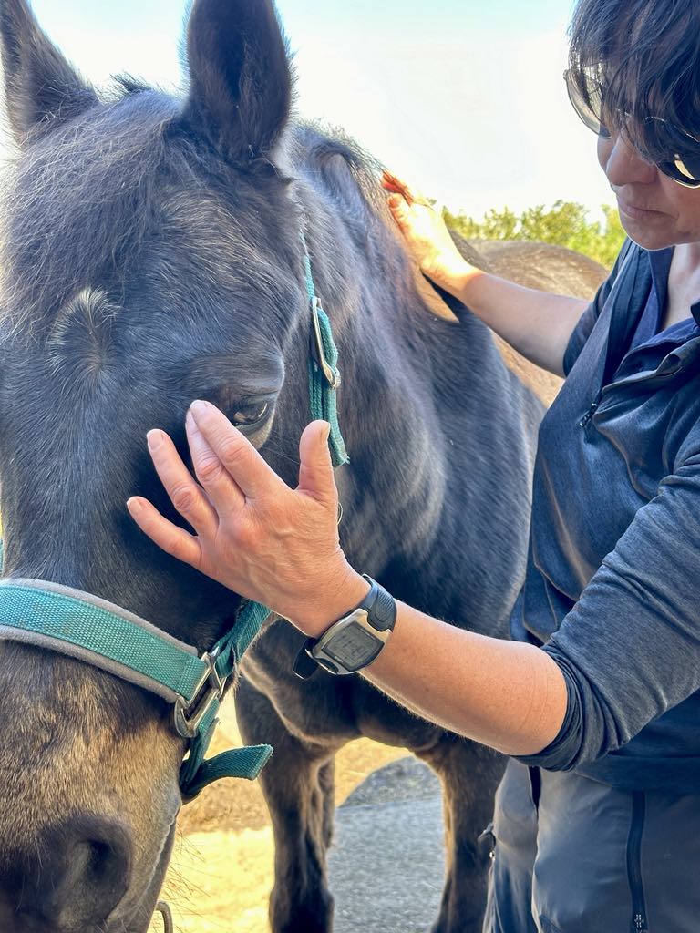 Sue working on a horse's head
