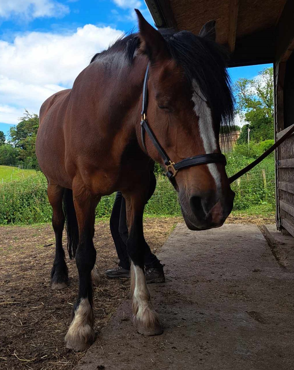 Working on a horse's hip