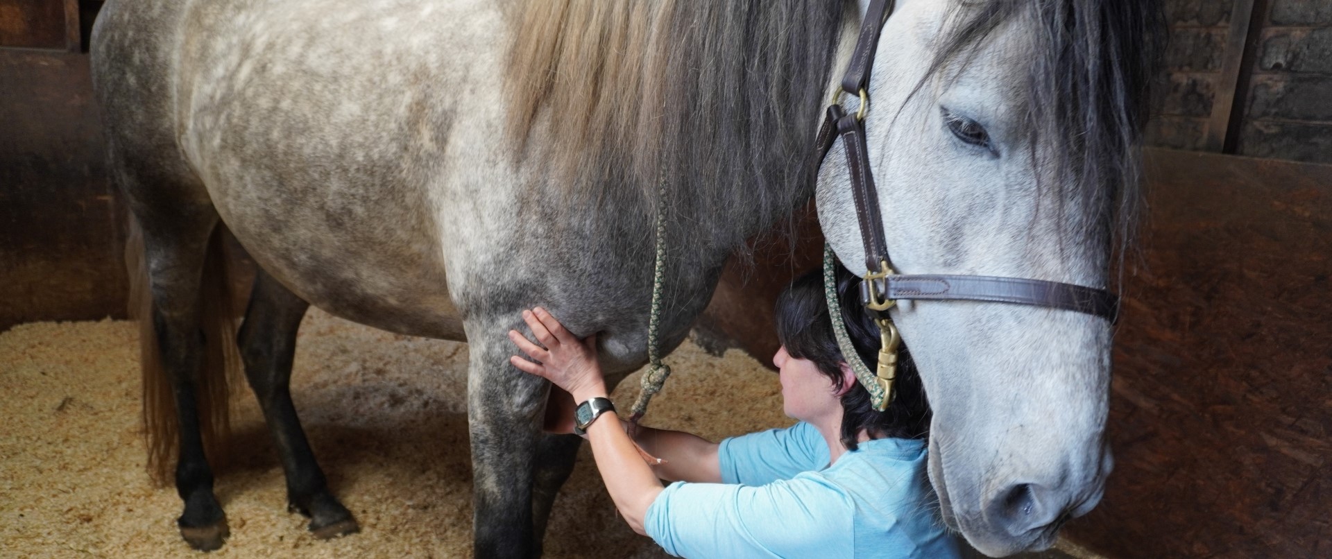 Sue holding shiatsu energy on the hind end of a bay horse
