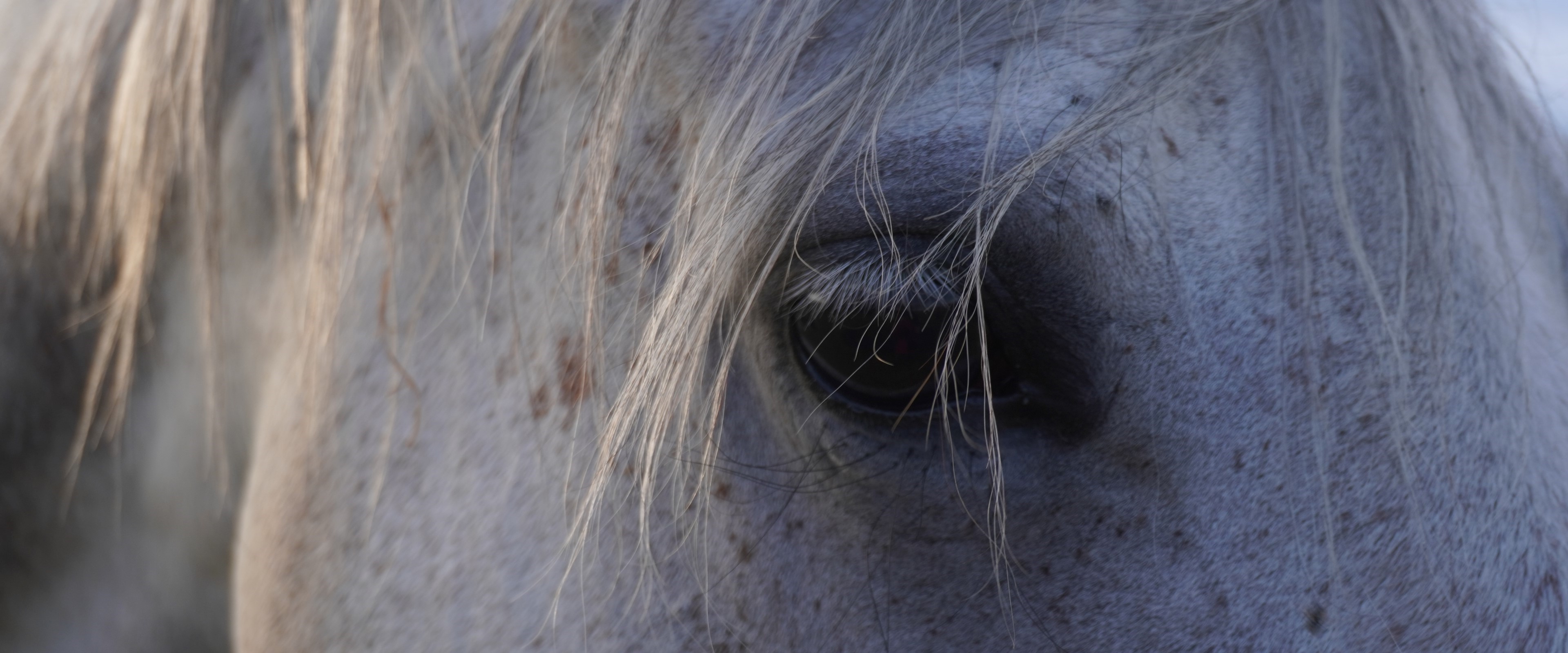 Sue holding shiatsu energy on the hind end of a bay horse