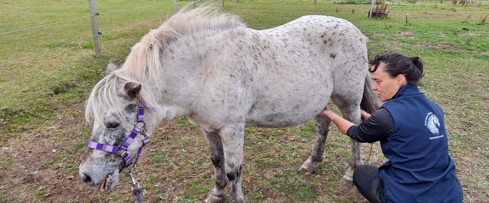 Sue holding shiatsu energy on the hind end of a bay horse