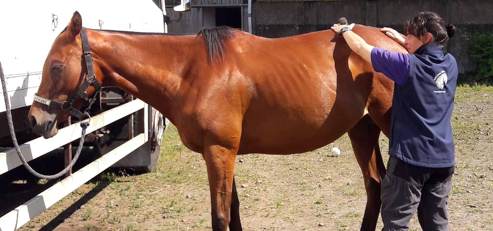 Sue holding shiatsu energy on the hind end of a bay horse