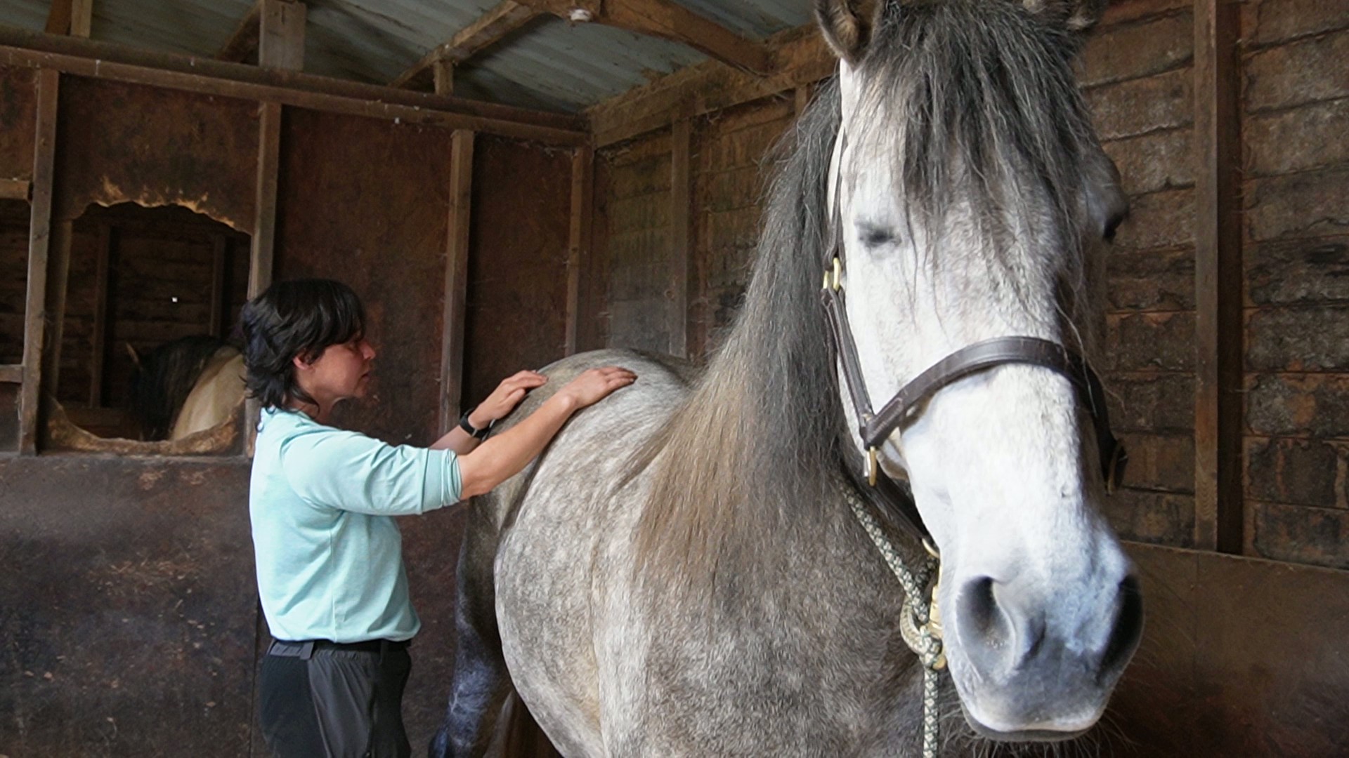 Sue's gentle hands working on a grey horse