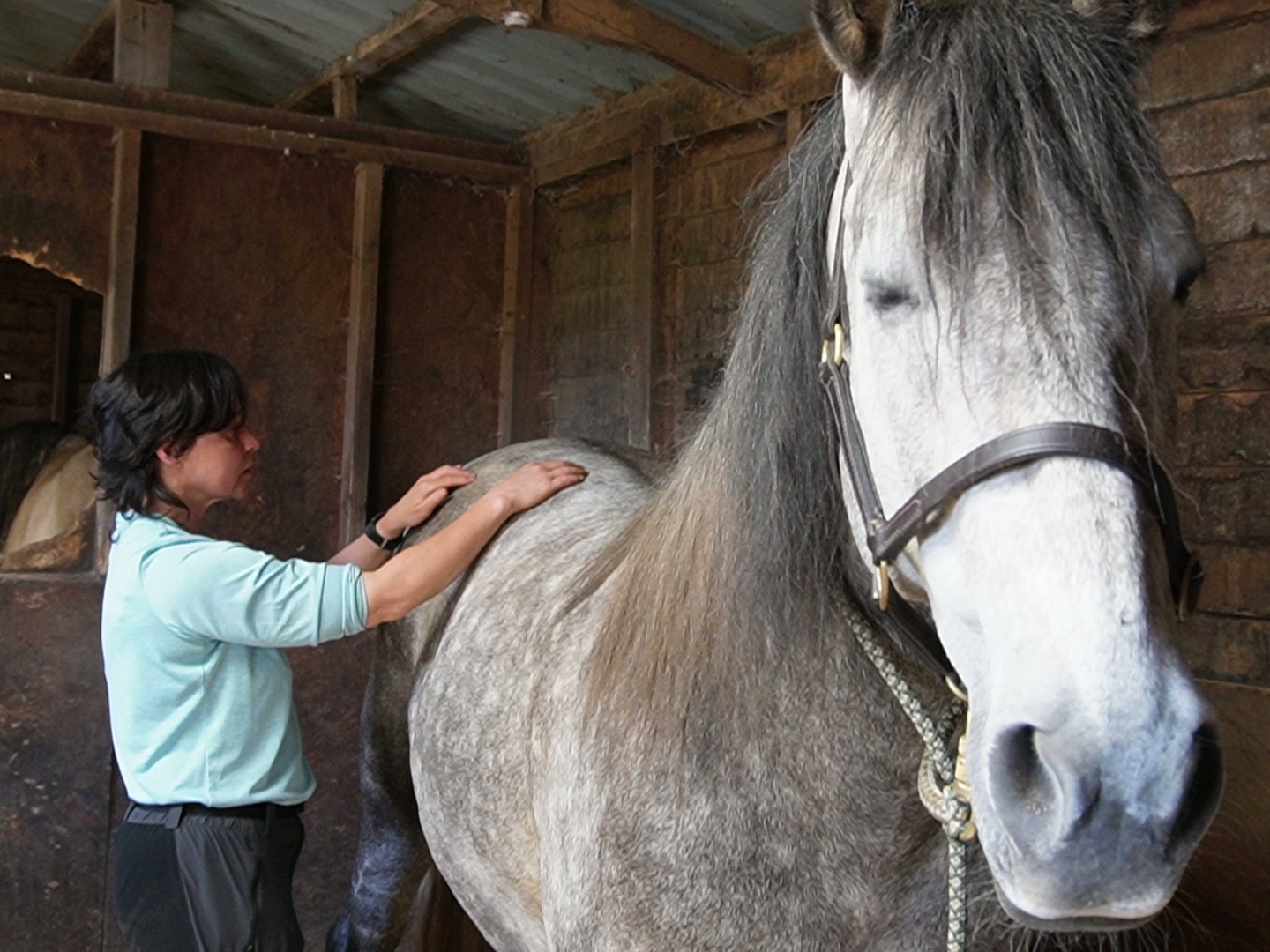 Sue's gentle hands working on a grey horse