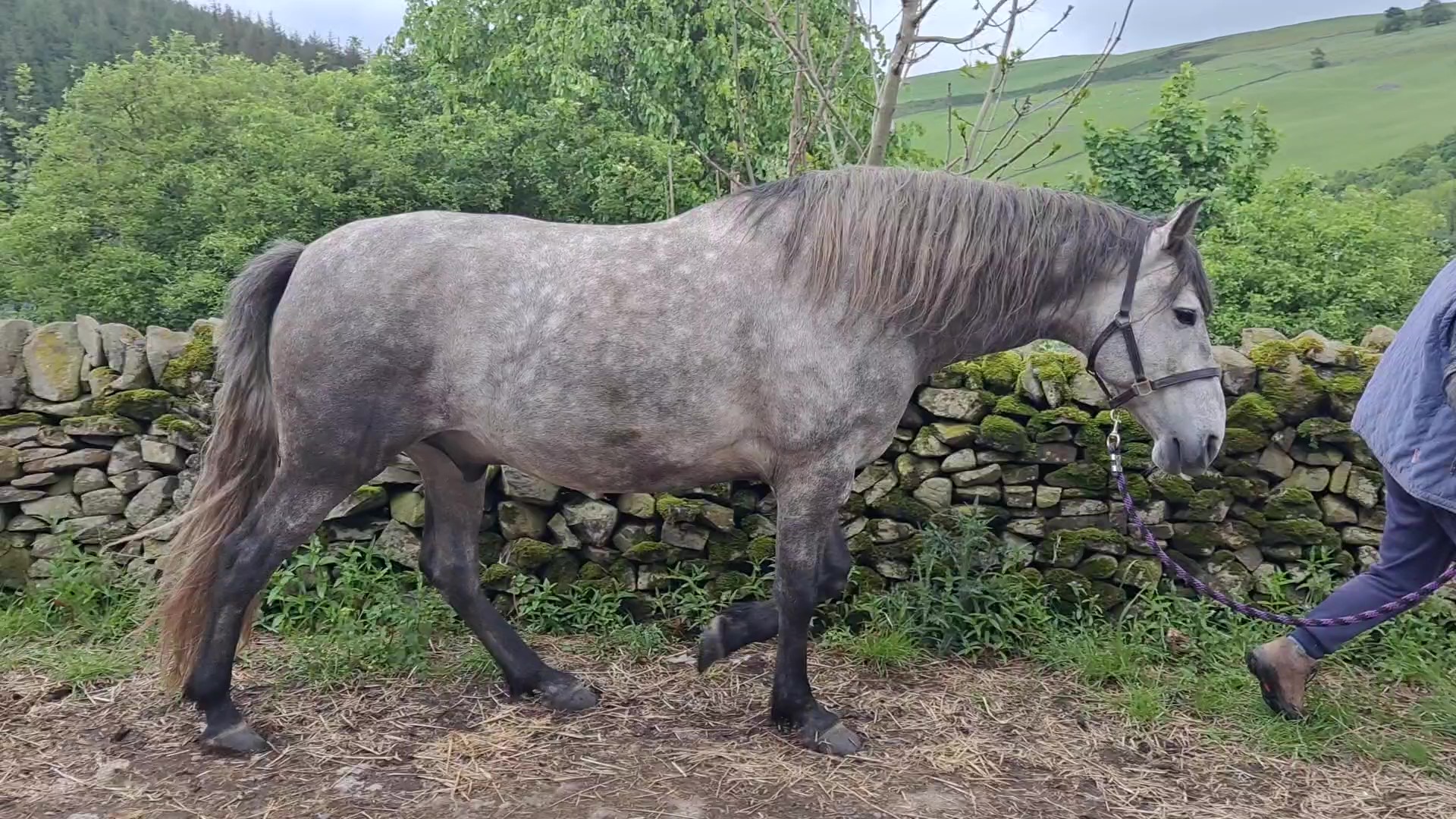 Sue assessing a horse's posture and stance