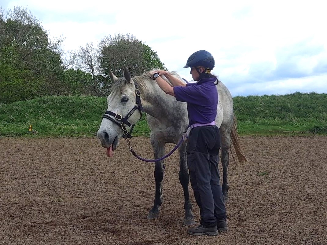 shiatsu session on a bay horse
