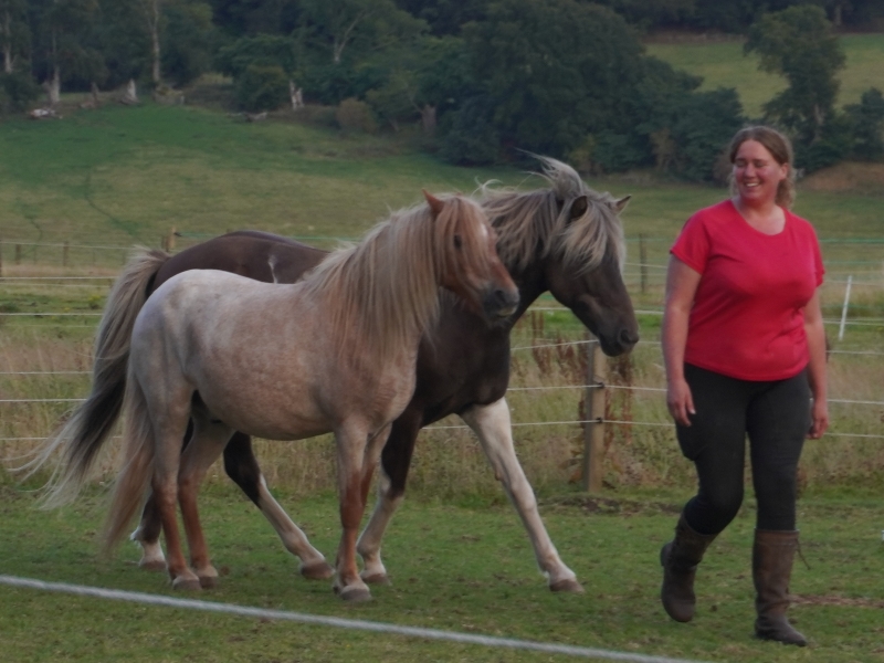 shiatsu session on a bay horse