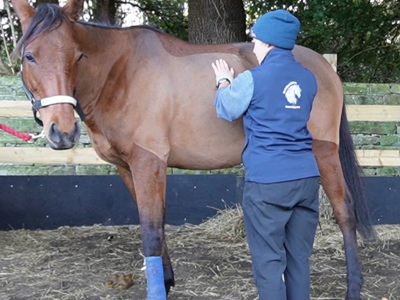 Sue giving shiatsu to a bay horse on box rest with a leg injury