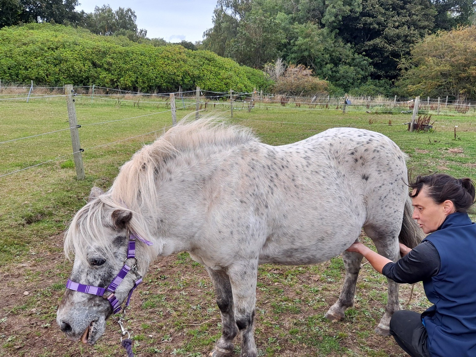shiatsu session on a chestnut pony