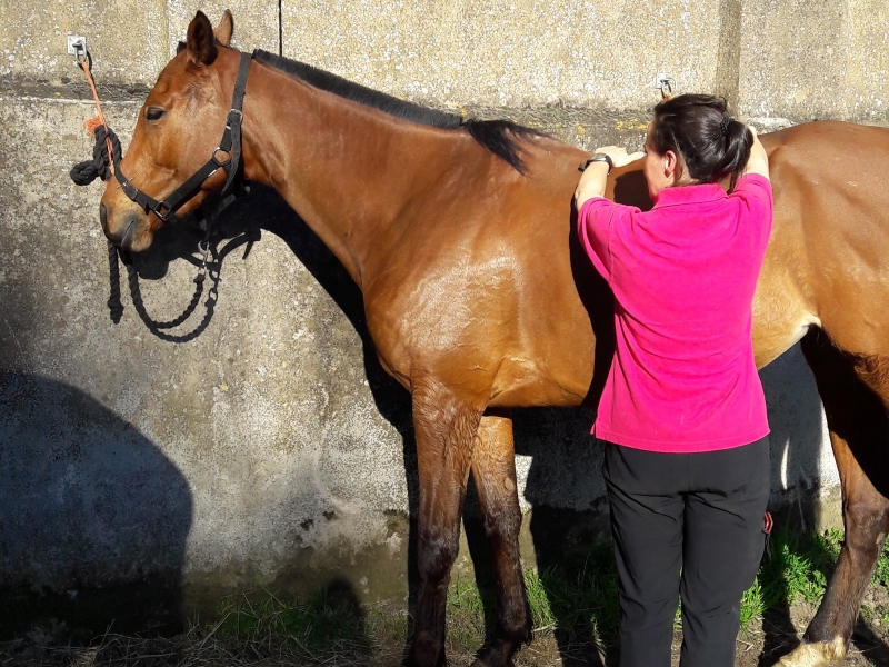 shiatsu session on a bay horse
