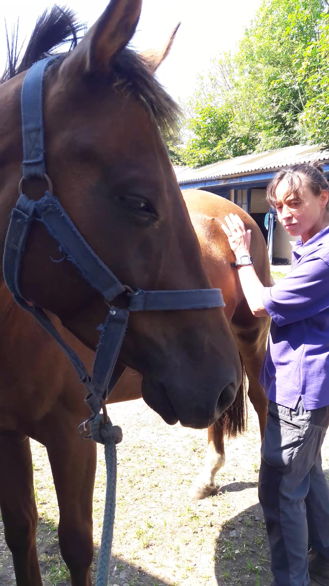 Hind-end shiatsu clip